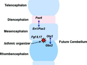 Patterning of neural territories in the anterior neural tube by organisers